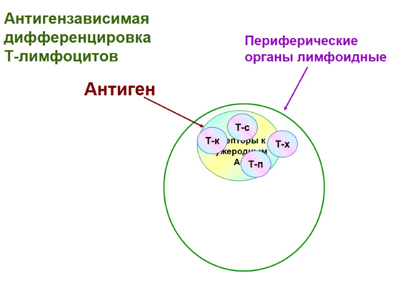 Периферические  органы лимфоидные Т-л  рецепторы к  чужеродным Аг Антиген Т-к Т-с